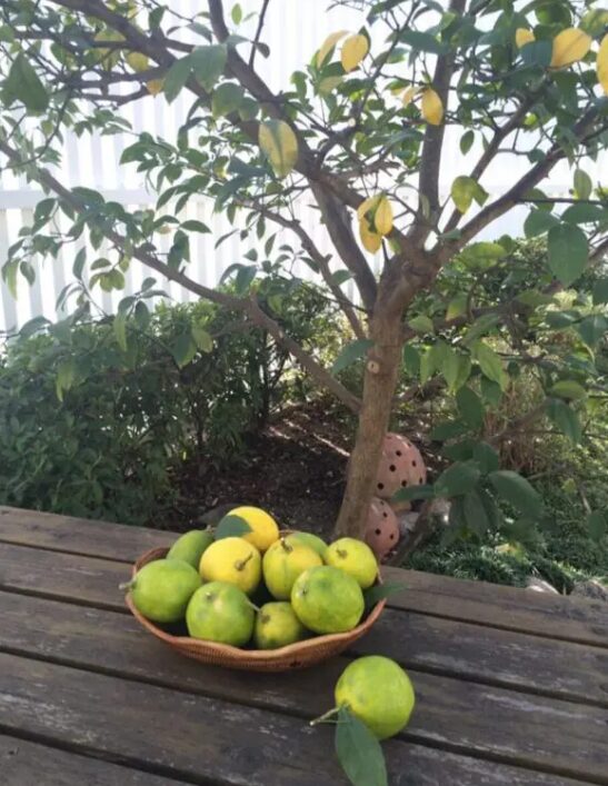 レモンの木